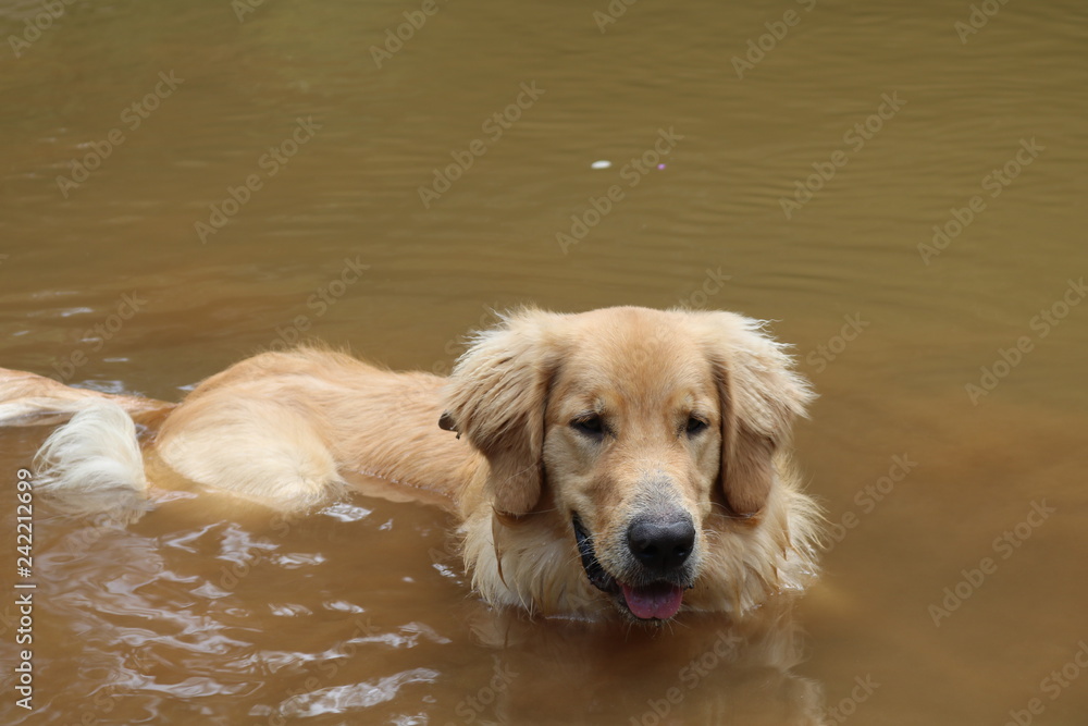 golden retriever on river golden retriever on river