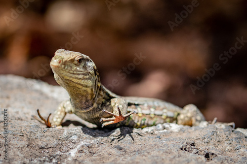 Lizard pose