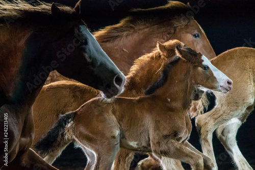 Fototapeta Naklejka Na Ścianę i Meble -  Running Horses and Foal