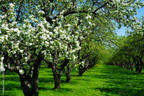 Apple blossom in garden