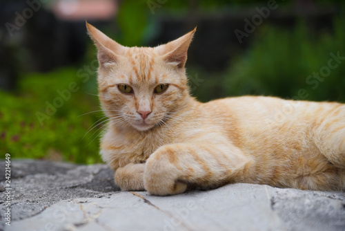 Cat in Montenegro