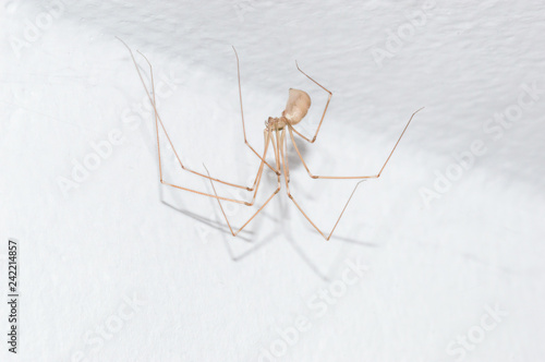Pholcus phalangioides, also known as the longbodied cellar spider on white wall.