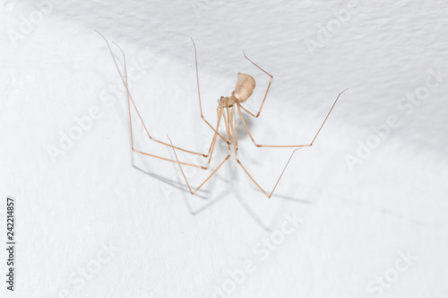 Pholcus phalangioides, also known as the longbodied cellar spider on white wall. photo