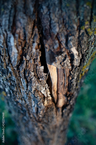 crack in bark