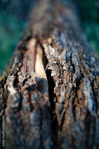 crack in bark