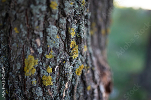 texture moss on the tree