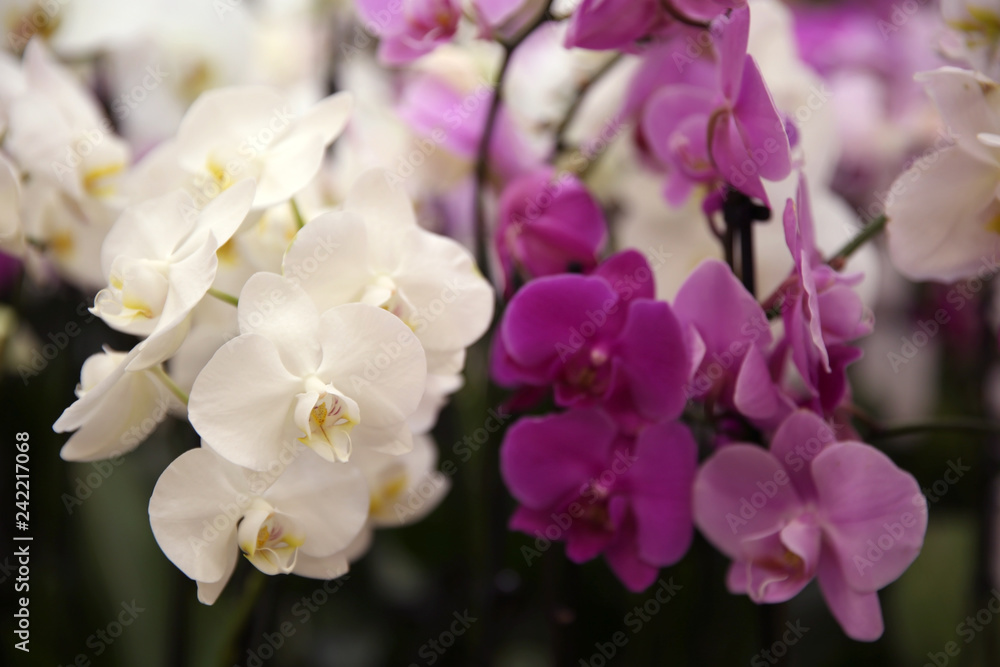Beautiful blooming orchid flowers, closeup. Tropical plant Beautiful blooming orchid flowers, closeup. Tropical plant