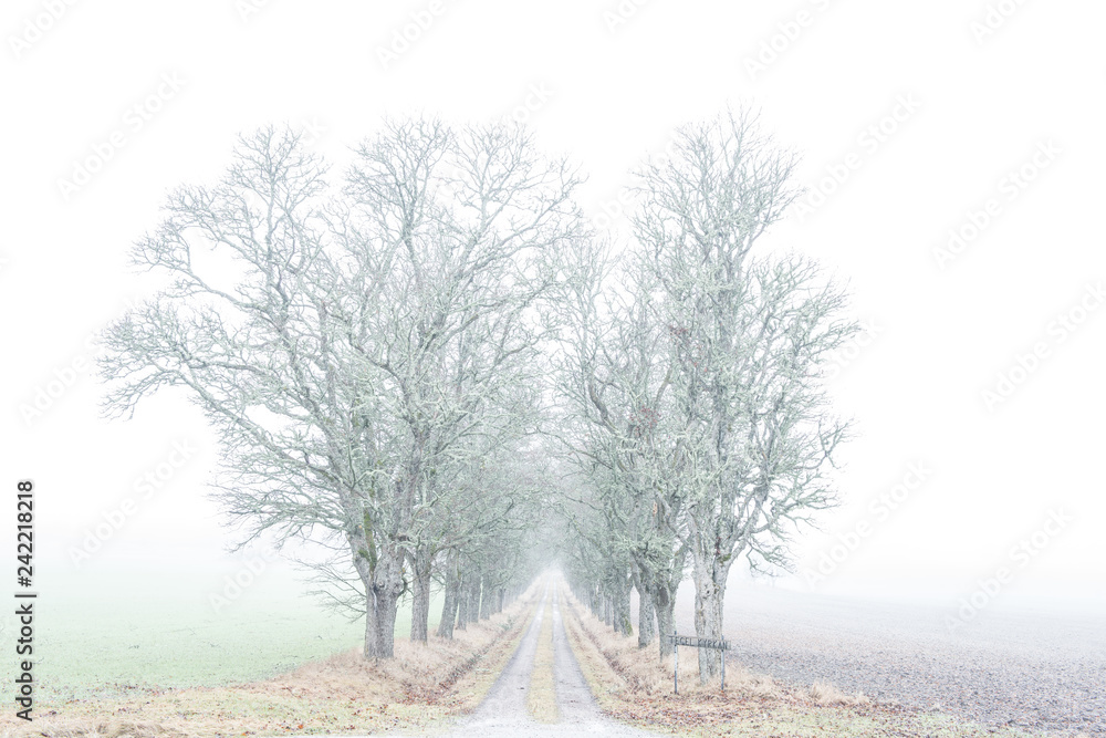 Fototapeta premium Avenue of maple trees in fog