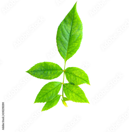 Green leaf texture. Leaf texture background top view
