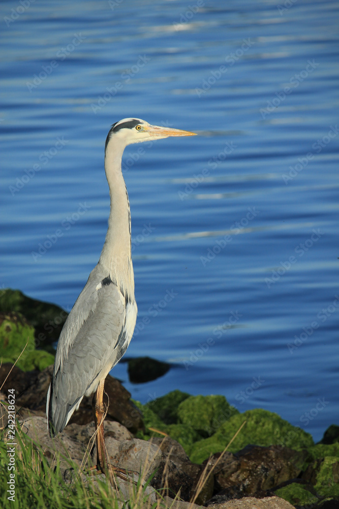 Obraz premium A big grey heron