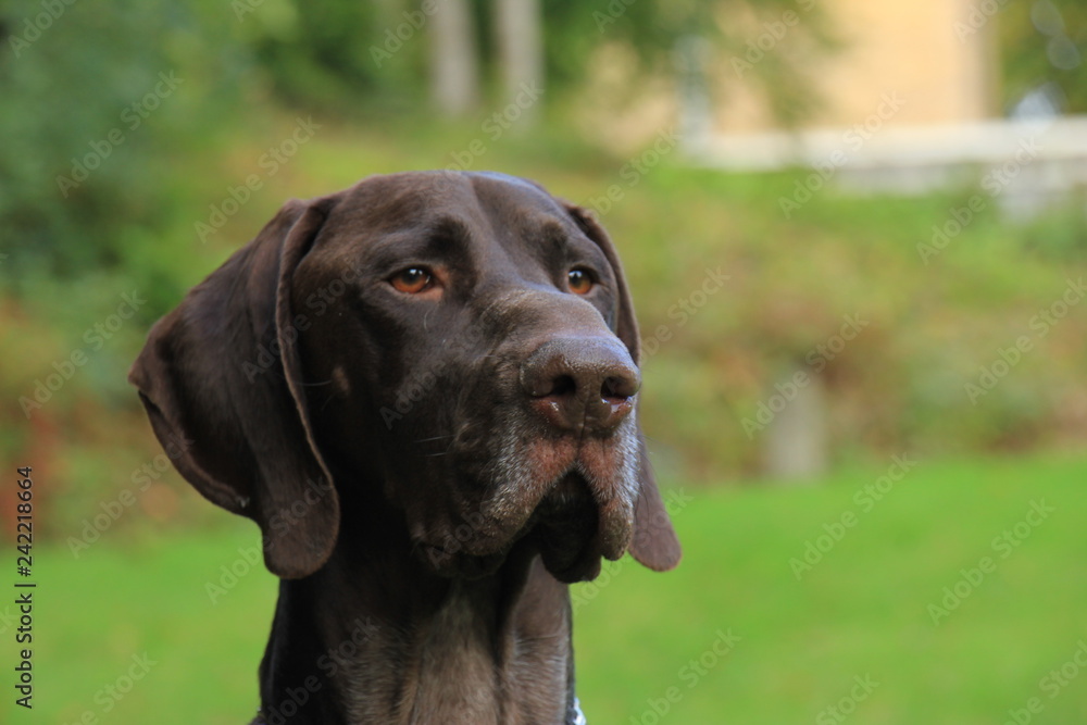 German Shorthaired Pointer