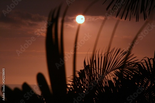 Sunset through palm leaves, Big Island, Hawaii