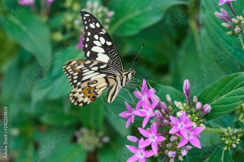 Schmetterling