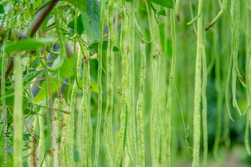 Obraz premium Long bean in farmer farm
