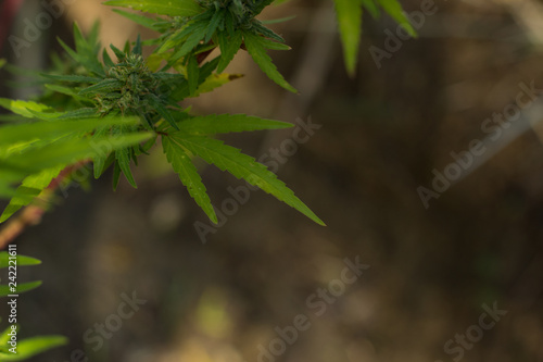 soft focus cannabis leaves of medicinal and narcotic plant in wilderness garden natural environment 
