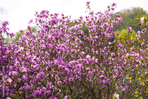 Fototapeta Naklejka Na Ścianę i Meble -  rhododendron bush during blossoming