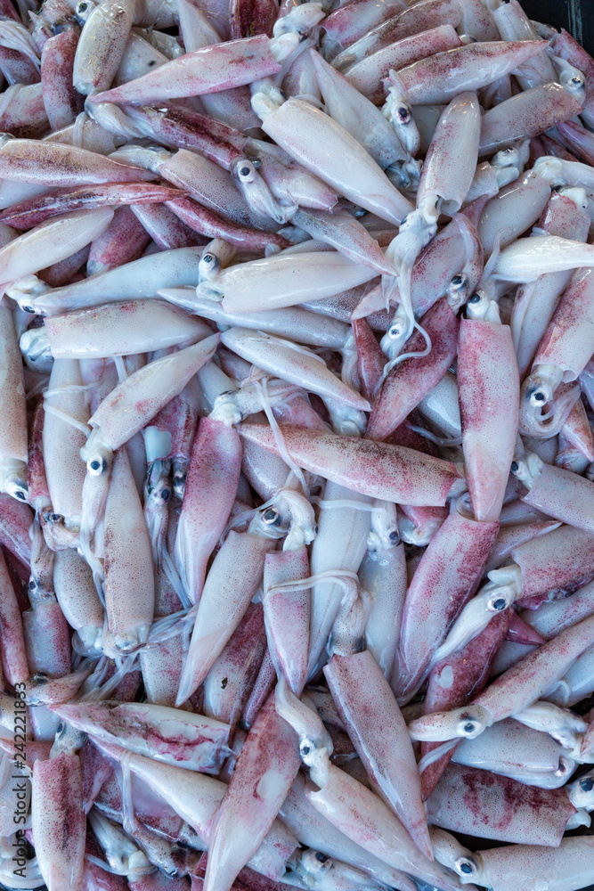 Obraz premium Squid Catch