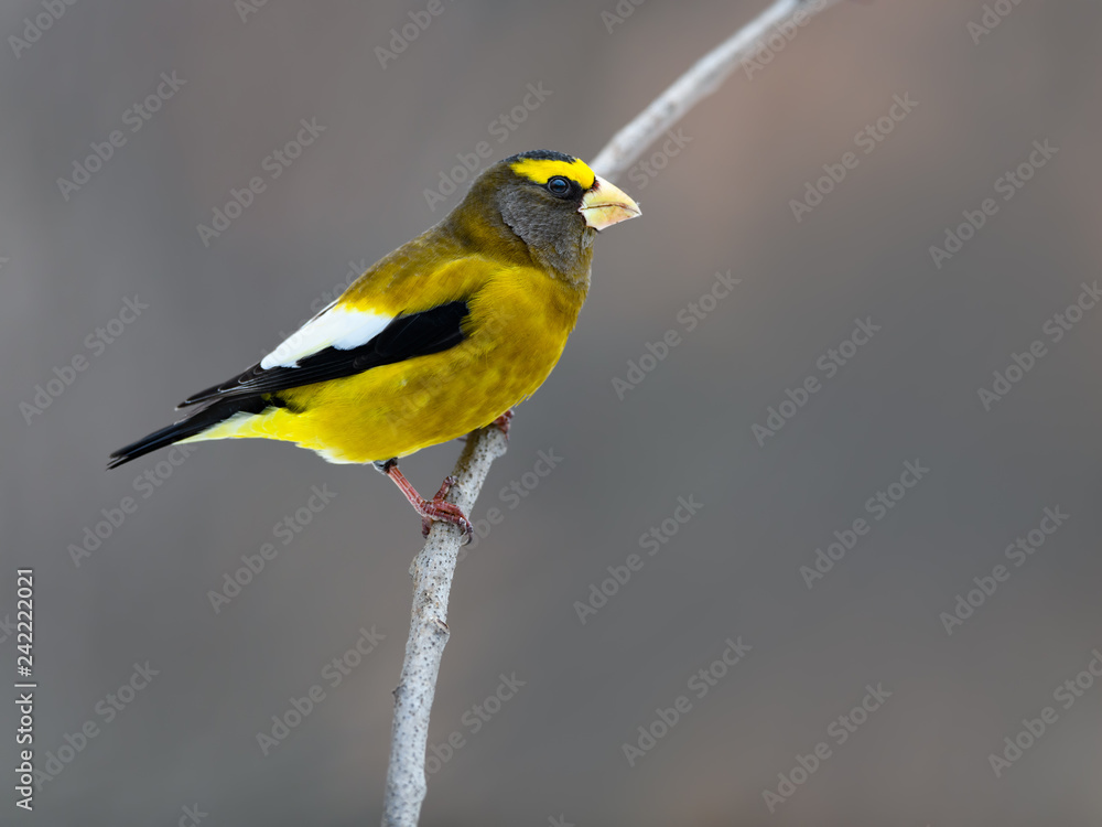 Fototapeta premium Male Evening Grosbeak in Winter, Portrait