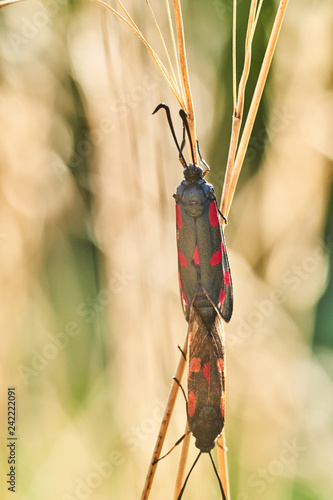 käfer Parung photo