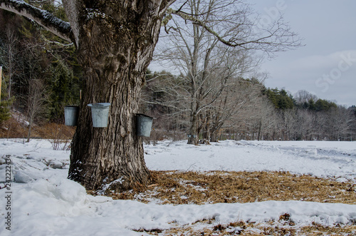 Metal sap collection buckets hanging on maple tree