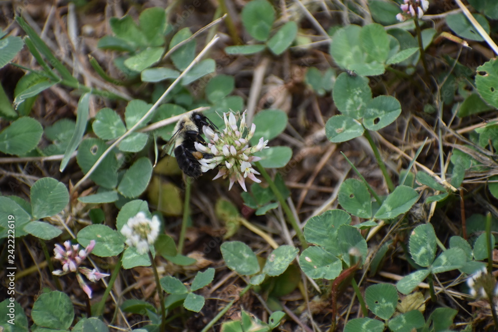 Fototapeta premium bumble bee