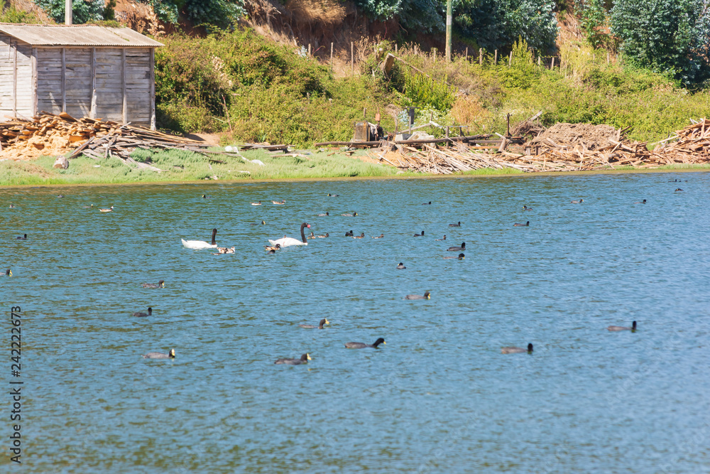 Cisnes de cuello negro y patos en salinas de barranca en Chile central