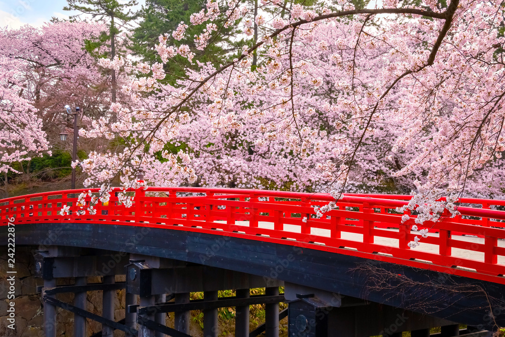 Full bloom Sakura - Cherry Blossom at Hirosaki park in Japan Full bloom Sakura - Cherry Blossom at Hirosaki park in Japan