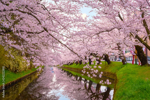 Full bloom Sakura - Cherry Blossom at Hirosaki park in Japan