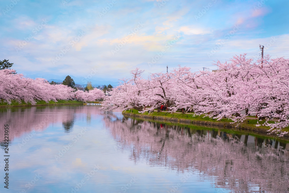 Fototapeta premium Pełny kwiat Sakura - wiśniowy kwiat w Hirosaki parku w Japonii