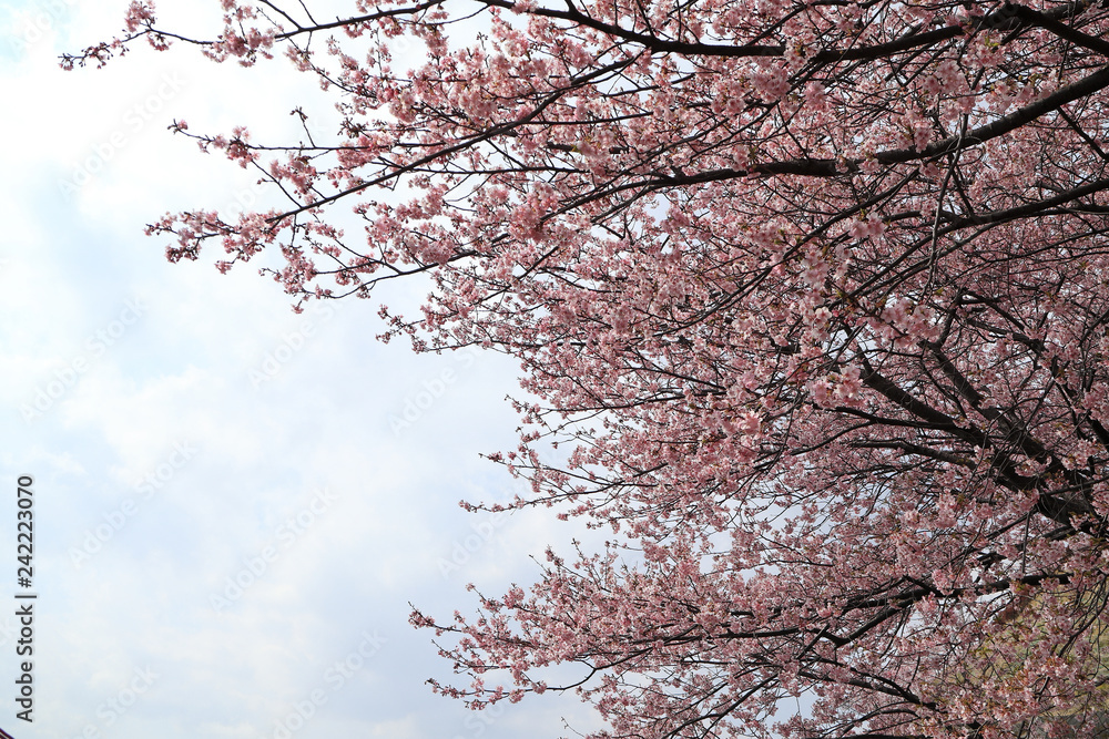 河津桜 河津桜