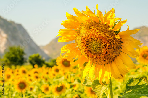 Fototapeta Naklejka Na Ścianę i Meble -  Close-up sunflower, natural background.