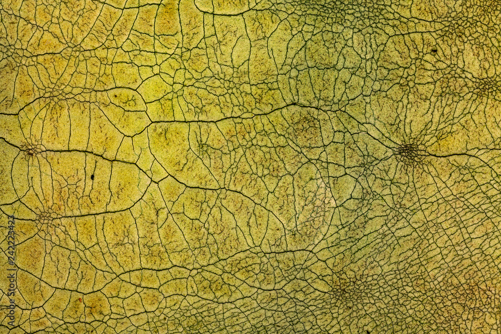 Crackle background texture Crackle background texture