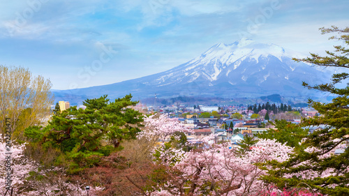 Full bloom Sakura - Cherry Blossom  at Hirosaki park in Japan photo