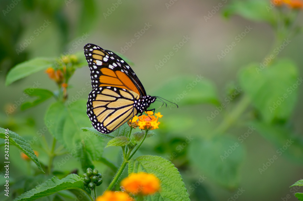 BUTTERFLY MONARCA BUTTERFLY MONARCA