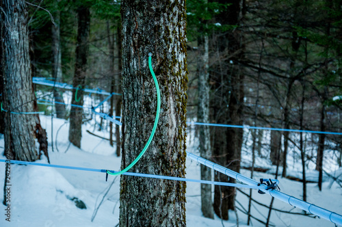 Plastic sap collection tubing in maple grove