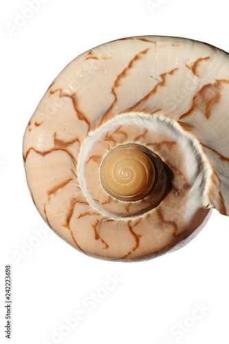 Top side of larger circular shaped spiral seashell with decorative brown lines on creamy surface,  white background