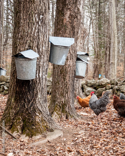 Metal sap collection buckets in maple grove with chickens