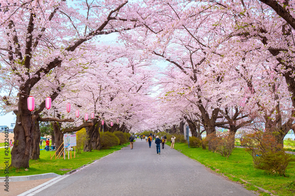 Fototapeta premium Full Bloom Sakura w parku Kitakami Tenshochi w Japonii
