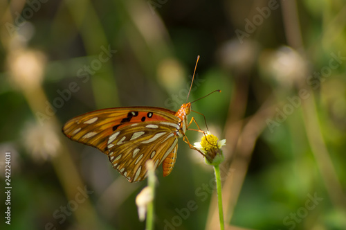 butterfly on a flower