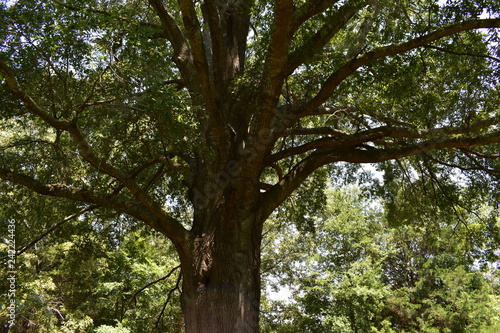 tree in the forest