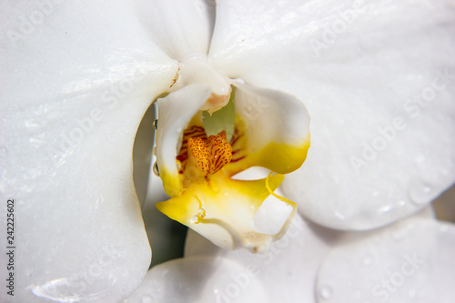 part of white orchid flower