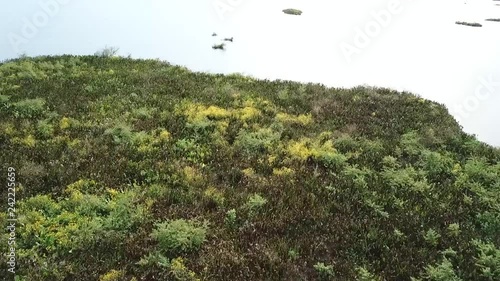 Green coast and lake