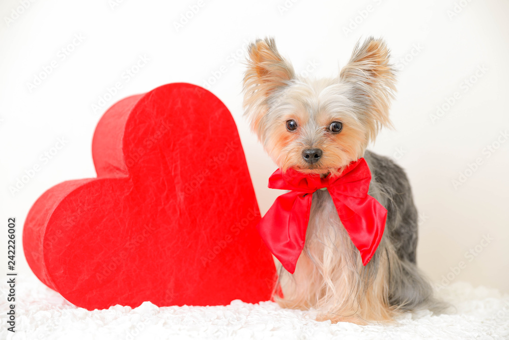 ドッグ 動物 仔犬 ヨークシャー ハート かわいい テリア 白 カニーノ バレンタイン 孤立した クリスマス 小さい 哺乳動物 ポートレート 赤 茶色 品種 仔犬 愛らしい お気に入りの ドッグ 毛皮 動物 ハート バレンタイン ヨーキー わんこ Stock