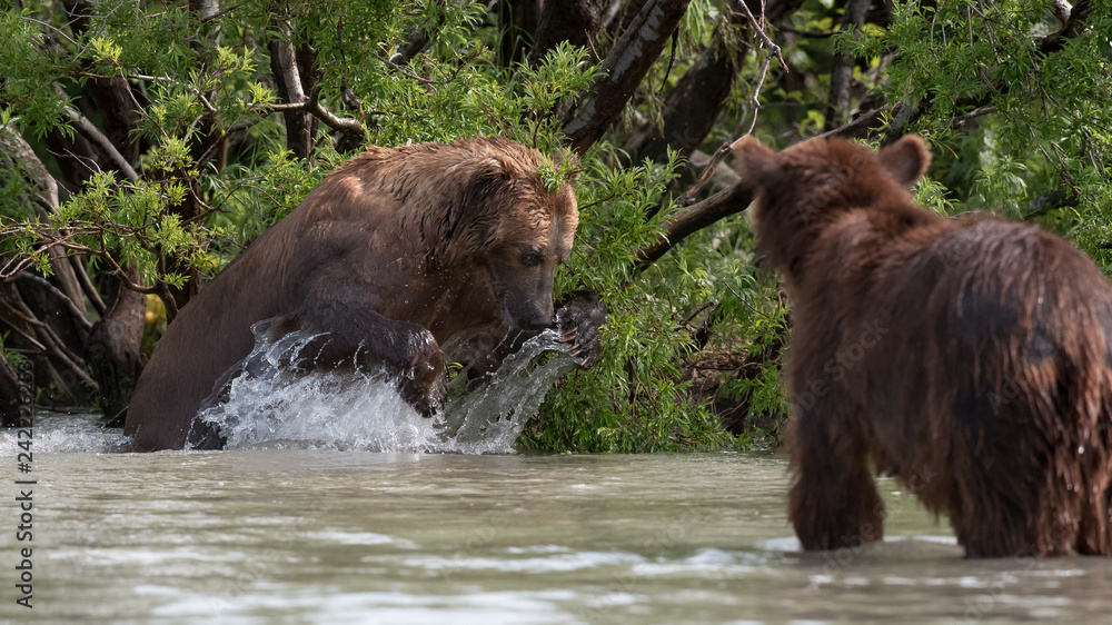 Fototapeta premium Russian Brown Bear