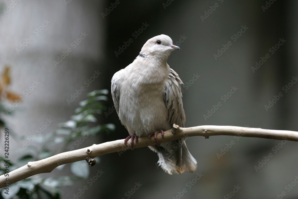 Fototapeta premium Ring-necked Dove, Streptopelia capicola, perched