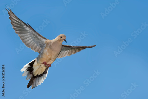 Mourning Dove, Zenaida macroura, in flight photo