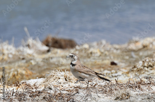 The fauna of Tibet. Small bird on the shore of a salt-water mountains lake in Tibet, China photo