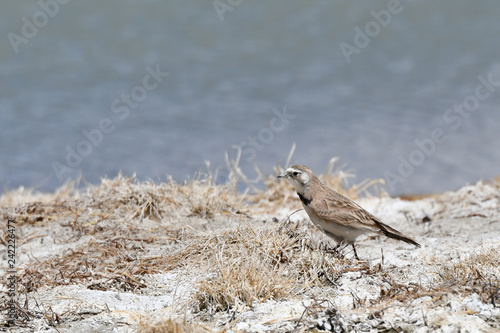 The fauna of Tibet. Small bird on the shore of a salt-water mountains lake in Tibet, China photo