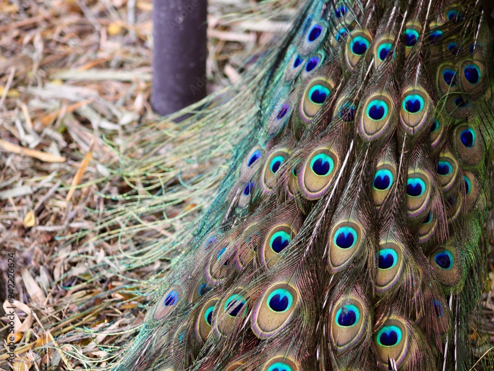 Obraz premium Peacock Feathers