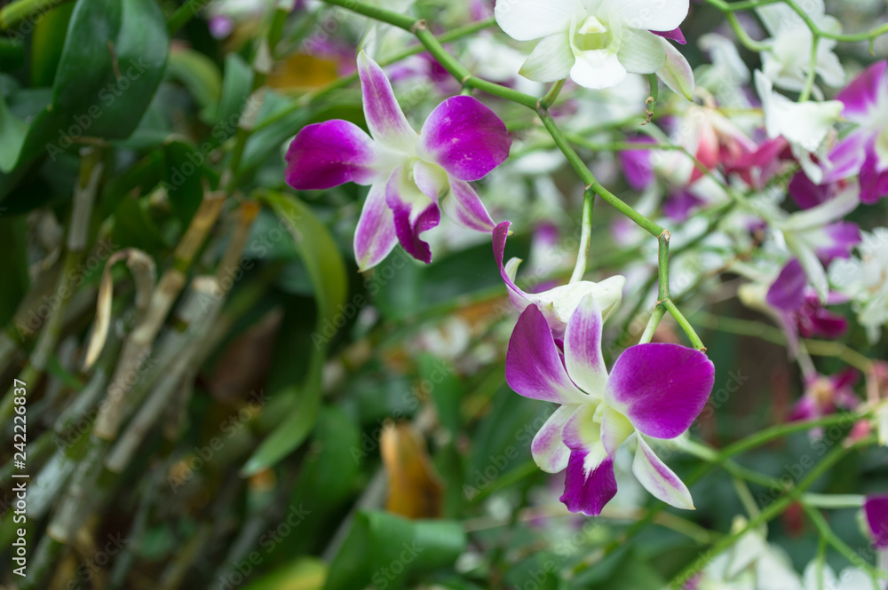 Orchid flower in pink in the garden Orchid flower in pink in the garden